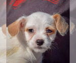 Small #1 Bichon Frise Mix