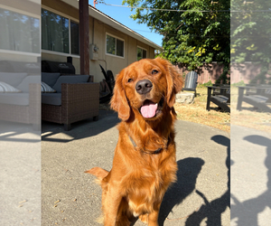 Father of the Goldendoodle puppies born on 10/15/2025