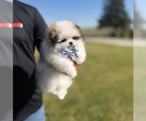 Pomeranian Puppy for sale in STOCKTON, CA, USA