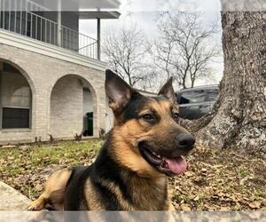 German Shepherd Dog Dogs for adoption in San Antonio, TX, USA