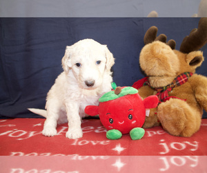 Aussiedoodle-Poodle (Standard) Mix Puppy for sale in CO BLUFFS, IA, USA