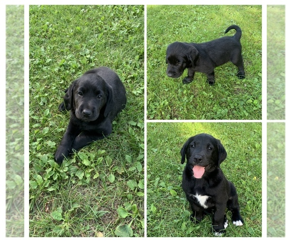 Medium Photo #1 Borador Puppy For Sale in HANCOCK, MI, USA
