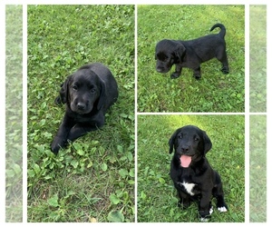 Borador Puppy for sale in HANCOCK, MI, USA