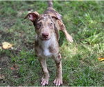 Small #2 Catahoula Leopard Dog Mix