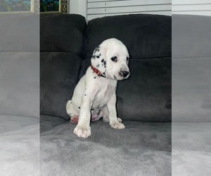 Dalmatian Puppy for sale in HALLANDALE, FL, USA