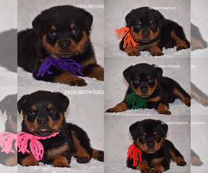 Rottweiler Puppy for sale in SHELTON, WA, USA