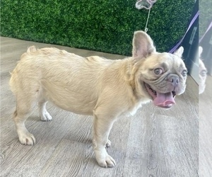 French Bulldog Puppy for sale in TALLAHASSEE, FL, USA