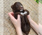 Small #6 F2 Aussiedoodle
