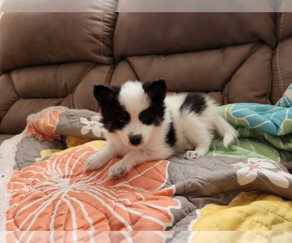 Medium Photo #17 Pomsky Puppy For Sale in DALLAS, NC, USA