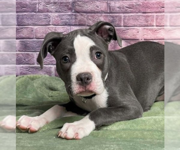 Medium Photo #2 Mutt Puppy For Sale in Lakewood, CO, USA
