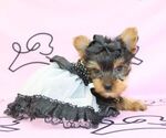 Small #55 Yorkshire Terrier