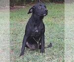 Small Labrador Retriever Mix
