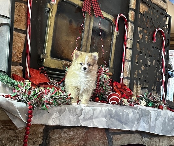 Medium Photo #1 Pomeranian Puppy For Sale in NAPERVILLE, IL, USA