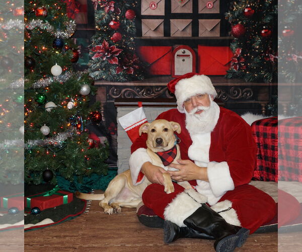 Medium Photo #5 Labrador Retriever-Unknown Mix Puppy For Sale in Brooklyn Center, MN, USA