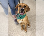 Small #23 Coonhound-Labrador Retriever Mix