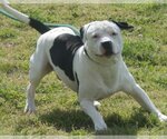 Small Photo #5 American Pit Bull Terrier Puppy For Sale in Richmond, VA, USA