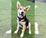 Sequoia - Female Rottweiler Dog for Adoption - Small photo