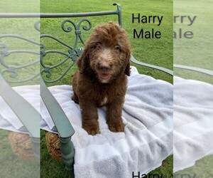 Labradoodle Puppy for sale in LAVONIA, GA, USA