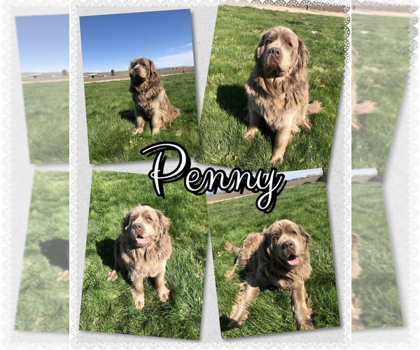 Medium Photo #1 Newfoundland Puppy For Sale in PAYETTE, ID, USA