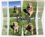 Small Photo #1 Newfoundland Puppy For Sale in PAYETTE, ID, USA