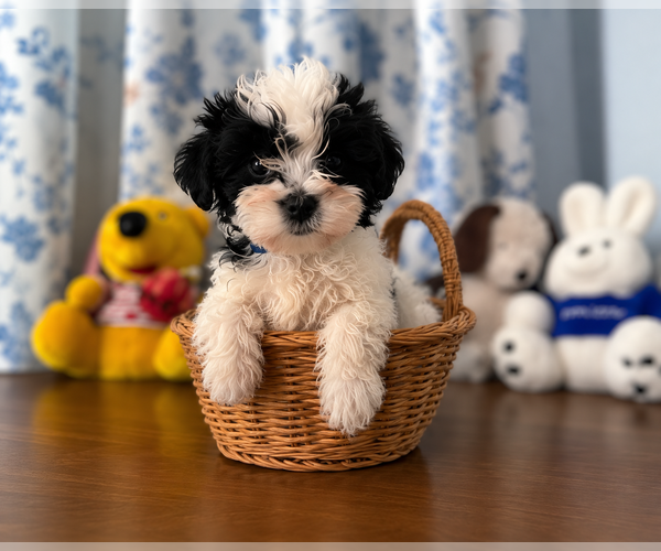 Medium Photo #27 Morkie Puppy For Sale in DURHAM, CT, USA