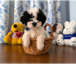 Small #26 Morkie