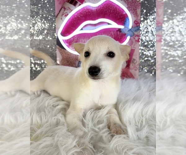 Medium Photo #3 Rat-Cha Puppy For Sale in INDIANAPOLIS, IN, USA