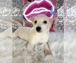 Scrappy - Male Rat-Cha Puppy for Sale - Photo #3