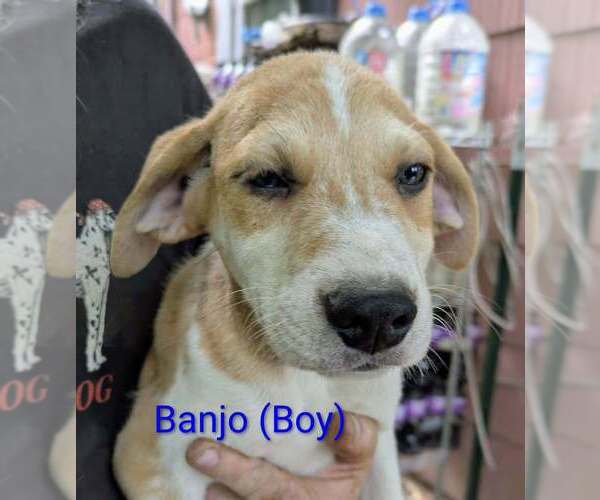 Medium Photo #2 Retriever -Unknown Mix Puppy For Sale in Aurora, IN, USA