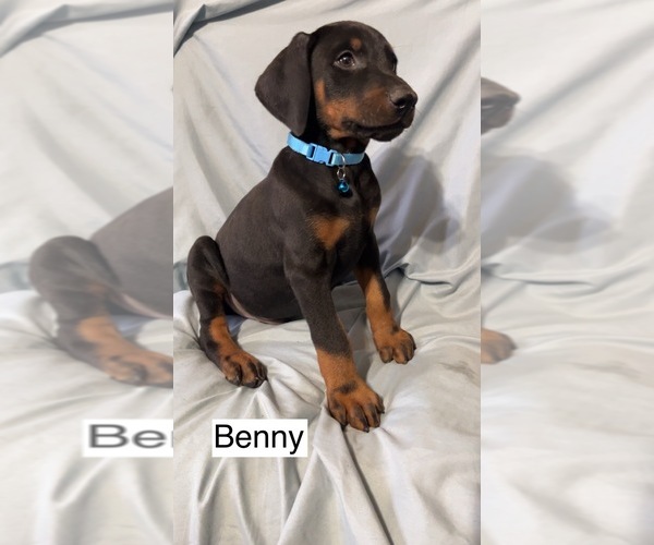 Medium Photo #3 Doberman Pinscher Puppy For Sale in POMEROY, OH, USA