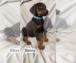 Small #2 Doberman Pinscher