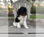 Small Photo #29 Miniature Bernedoodle Puppy For Sale in DENVER, PA, USA