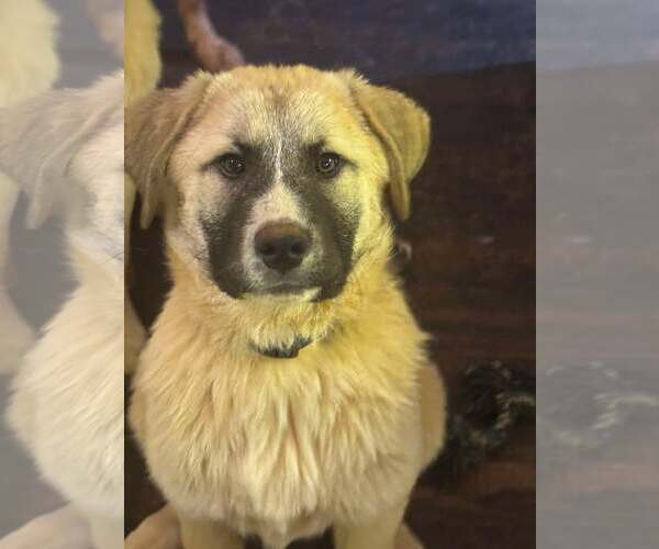 Medium Photo #5 Anatolian Shepherd-Great Pyrenees Mix Puppy For Sale in Higley, AZ, USA