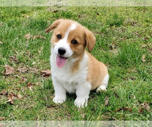 Pembroke Welsh Corgi Puppy for sale in CLARK, MO, USA