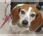 Small Photo #3 Beagle Puppy For Sale in Winder, GA, USA