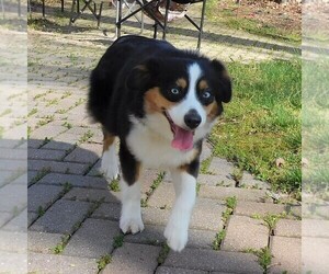 Mother of the Miniature Australian Shepherd puppies born on 01/14/2025