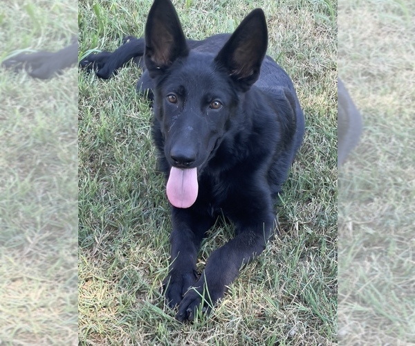 Medium Photo #4 German Shepherd Dog Puppy For Sale in WACO, TX, USA