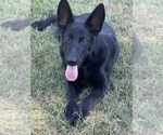 Small #3 German Shepherd Dog