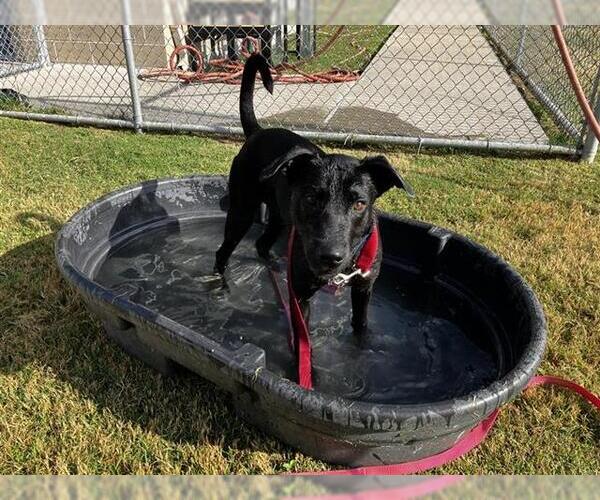 Medium Photo #1 German Shepherd Dog Puppy For Sale in Corpus Christi, TX, USA