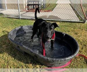 German Shepherd Dog Dogs for adoption in Corpus Christi, TX, USA