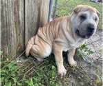 Small Photo #4 Chinese Shar-Pei Puppy For Sale in MERRITT IS, FL, USA