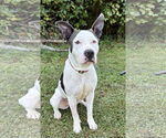 Small American Pit Bull Terrier
