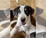 Small #1 Labrador Retriever Mix