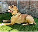 Small #5 Mastiff