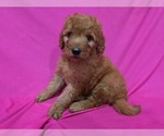 Small #2 Goldendoodle