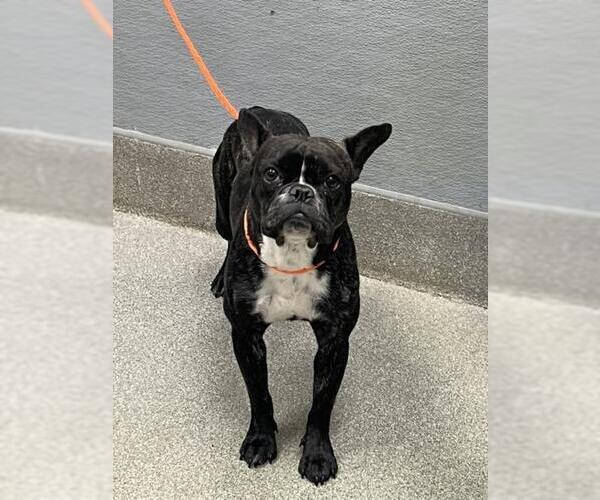 Medium Photo #1 French Bulldog-Unknown Mix Puppy For Sale in Las Vegas, NV, USA