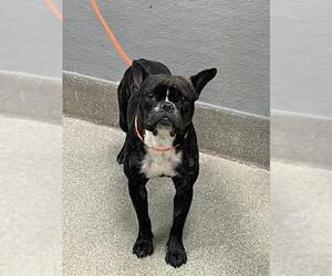French Bulldog-Unknown Mix Dogs for adoption in Las Vegas, NV, USA