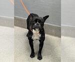 Small French Bulldog Mix