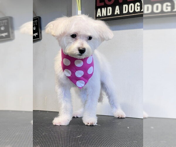 Medium Photo #1 Maltipoo (Miniature) Puppy For Sale in Katy, TX, USA