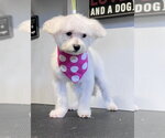 PALOMA - Female Maltipoo (Miniature) Dog for Adoption - Small photo